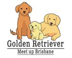 Golden Retriever meet up Brisbane
